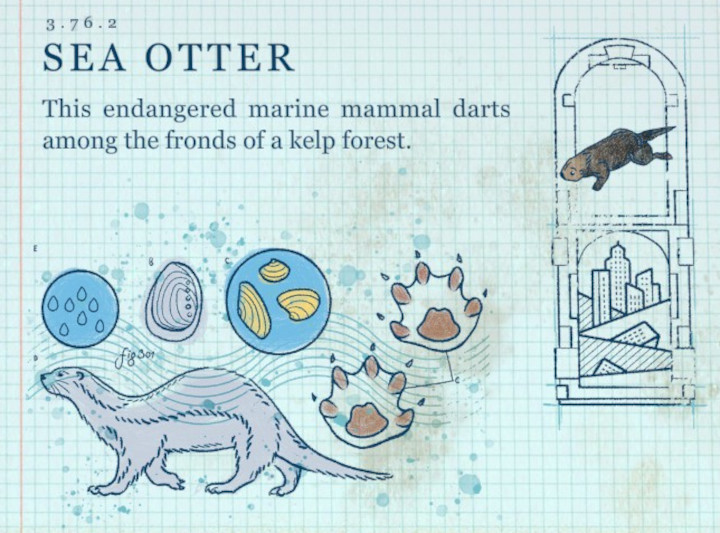 Terra Nil - Sea Otter