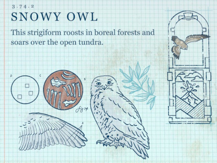 Terra Nil - Snowy Owl