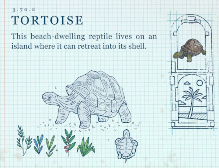Terra Nil - Tortoise