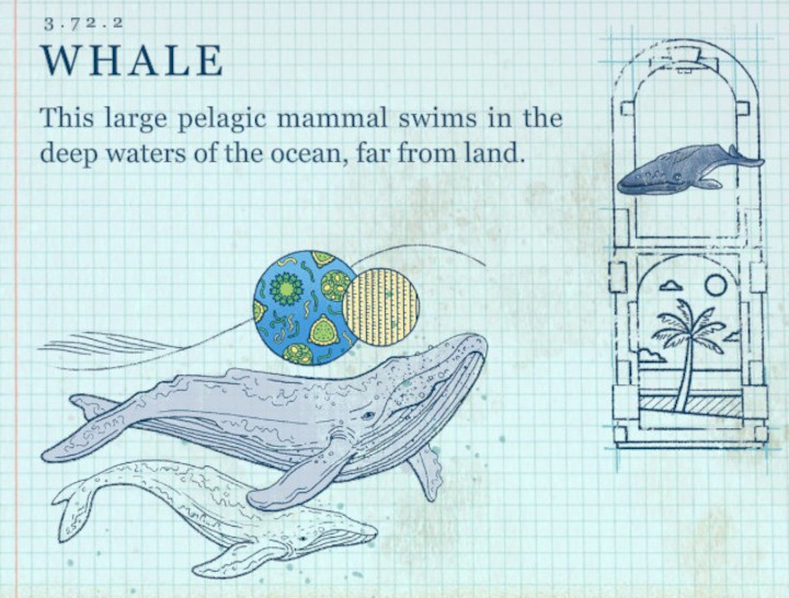 Terra Nil - Whale